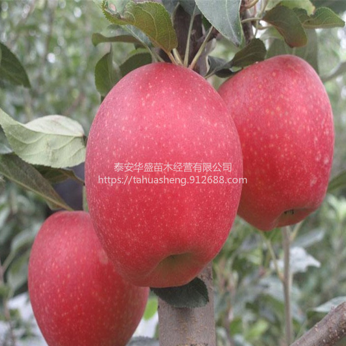黑钻苹果苗南北方分类种植黑钻苹果苗包成活包结果