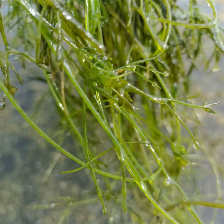 莲芳苑，小茨藻种苗批发，承接沉水植物小茨藻种植图片