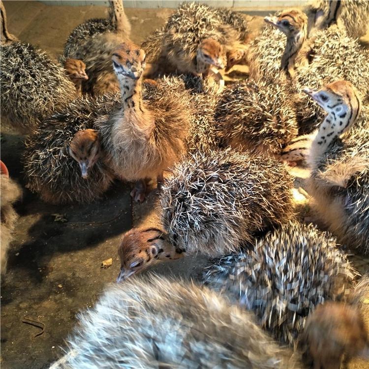 湖南鸵鸟养殖厂 鸵鸟苗价格  非洲鸵鸟苗价格图片