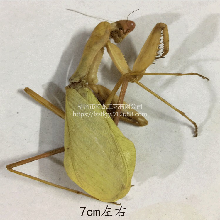 昆虫标本 螳螂标本 儿童教学 生物昆虫蝴蝶标本馆 科普馆 展示样本