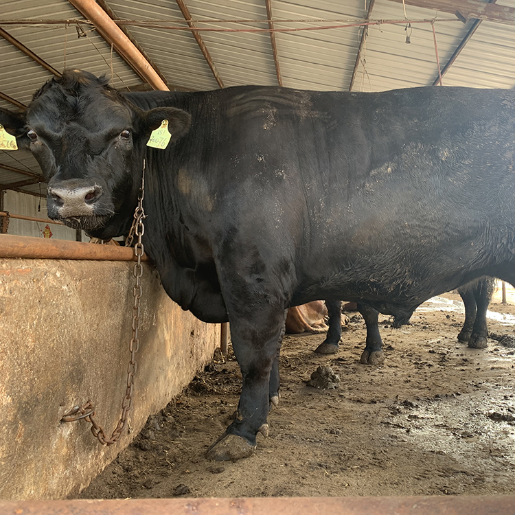 山东肉牛繁育基地 正规肉牛养殖基地 安格斯牛母牛价格 鼎荣 基地出售