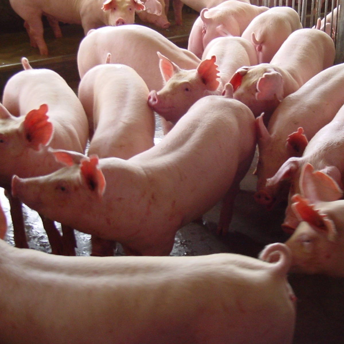 长白母猪 二元母猪 抗病能力强 产仔多生长速度快 全国适合饲养货到付款
