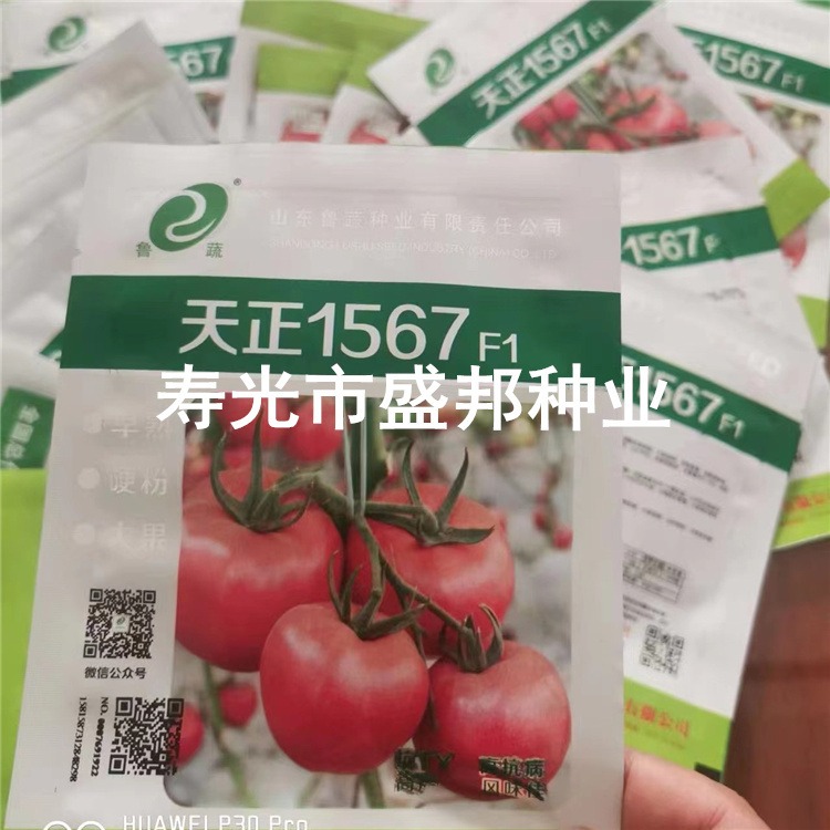 鲁蔬种业天正1567西红柿种子种苗  大果 硬粉西红柿苗 早熟品种