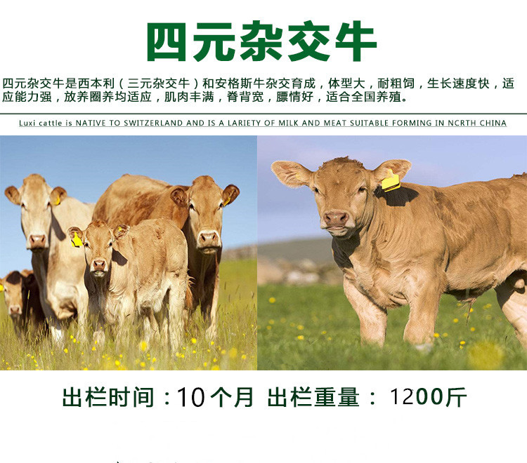 鲁西黄牛肉牛养殖 纯种鲁西黄牛苗批发市场 通凯牧业示例图4