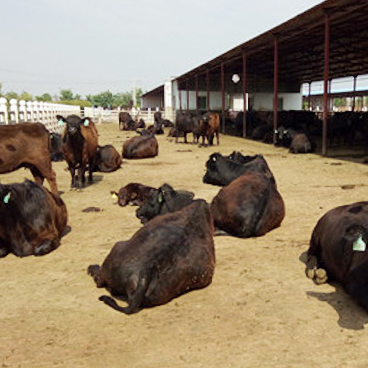 山东肉牛养殖场 安格斯牛养殖场厂家 安格斯牛犊 鼎荣 基地养殖
