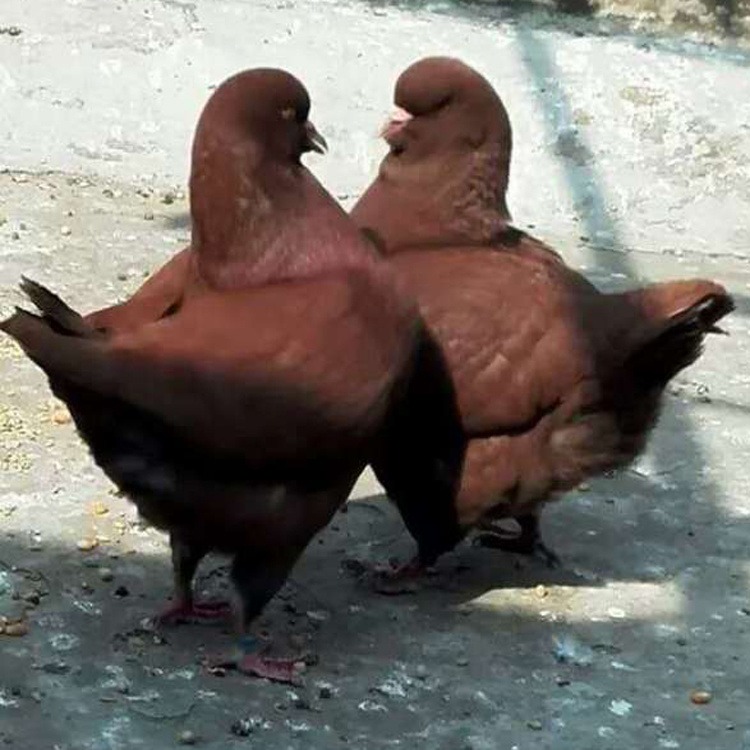 四川红色元宝鸽价格2021 元宝鸽子种鸽养殖  大型元宝鸽子养殖场