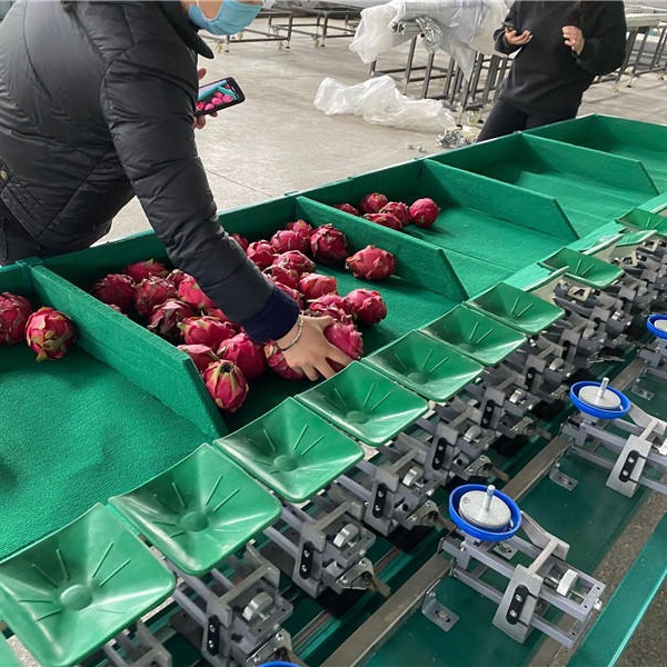 火龙果选果机水果种植基地使用火龙果分选机 通用型分选机 适用于各种水果的分选分级