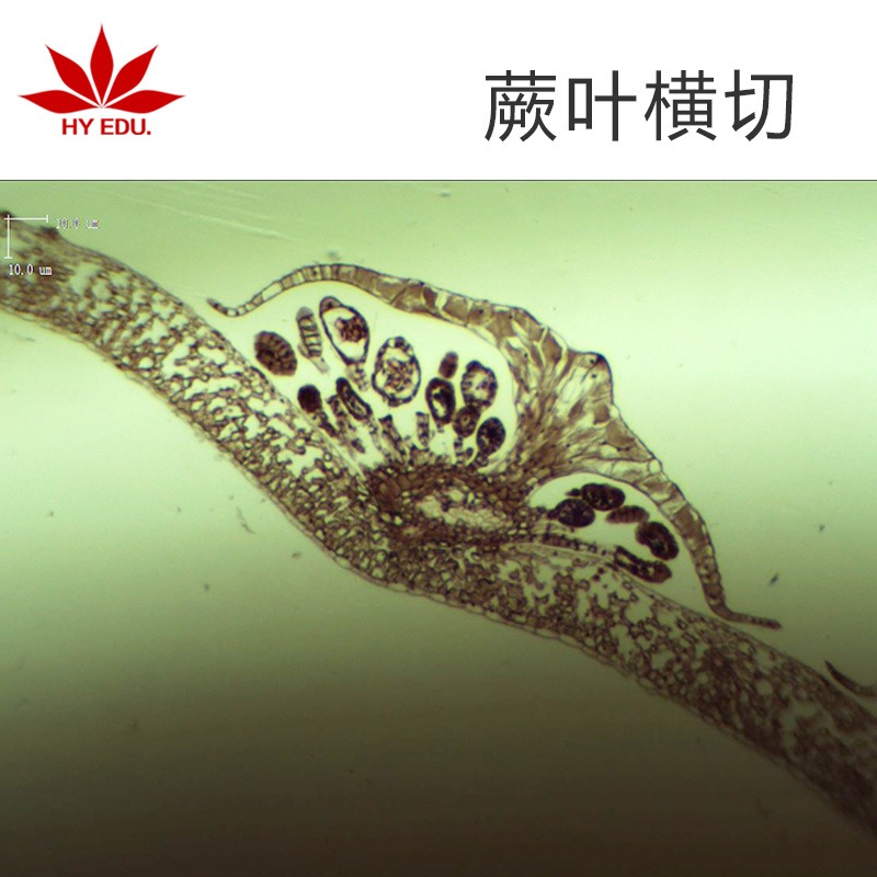 植物类   蕨叶横切     显微镜玻片 生物切片  高教教学