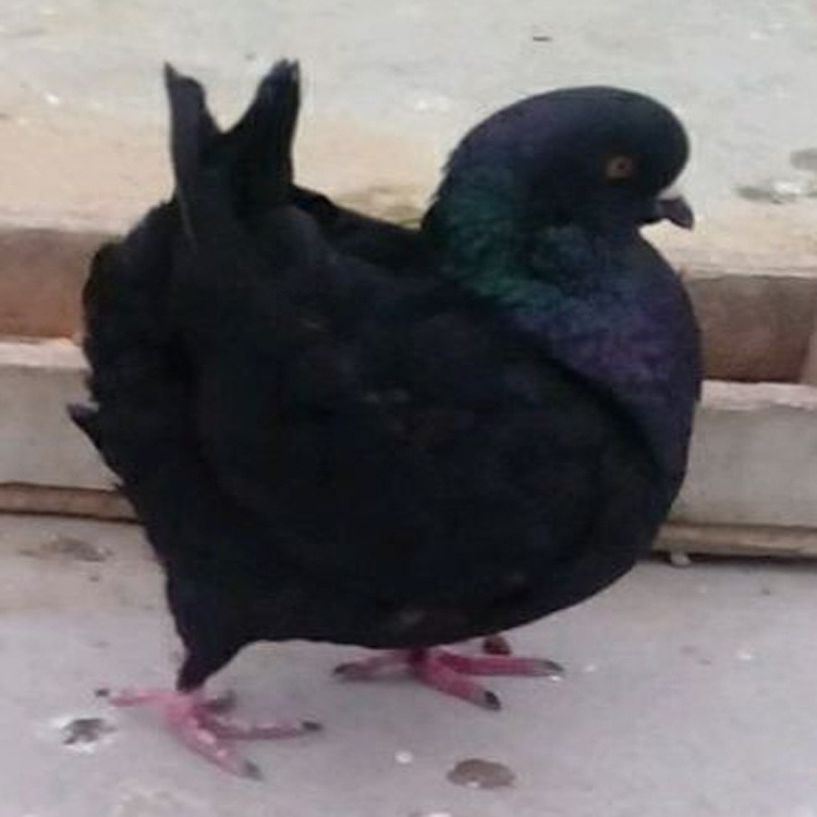元宝鸽子种鸽养殖场  黑色元宝鸽子 巨型元宝鸽