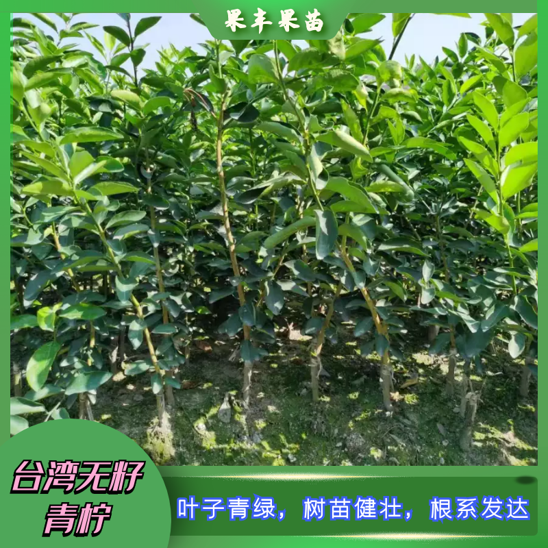 出售台湾无核青柠檬苗 无籽青柠檬树苗一棵