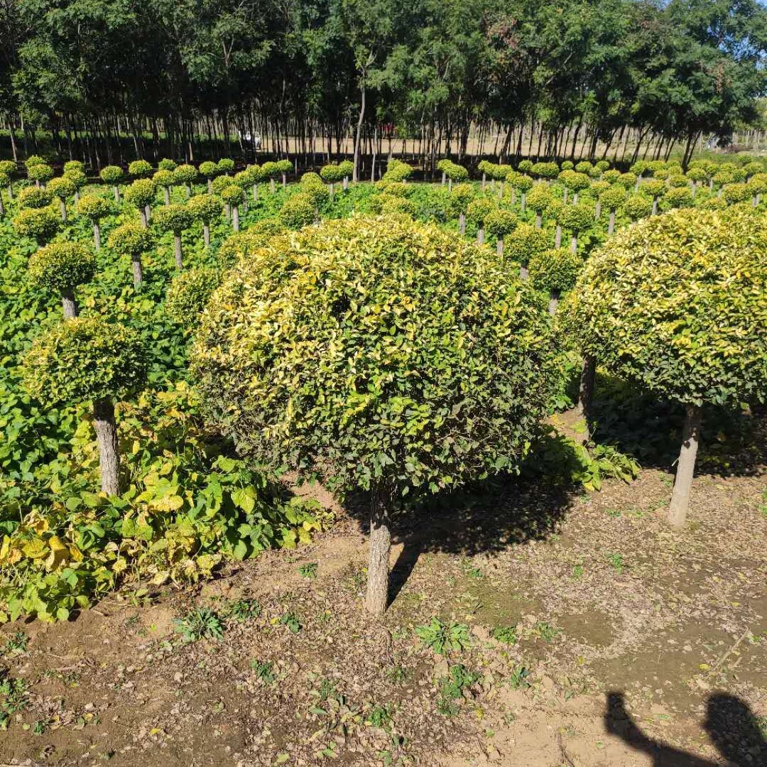 金叶榆球基地 冠幅150金叶榆球 冠幅1.5米球 厂家供应 保定大叶园林绿化公司图片