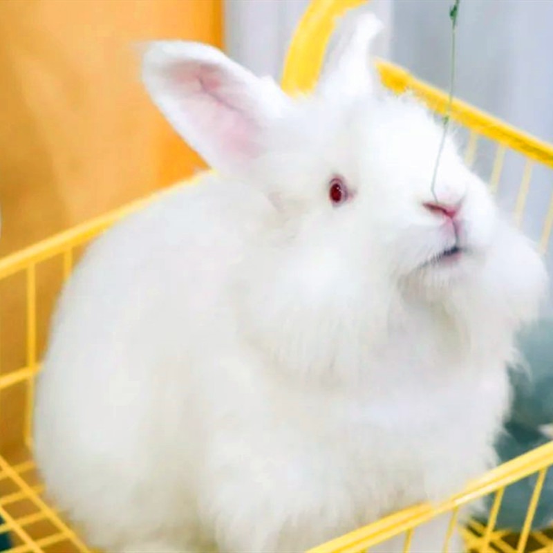 安哥拉长毛兔 安哥拉长毛兔观赏 销售供应 鼎荣种兔图片