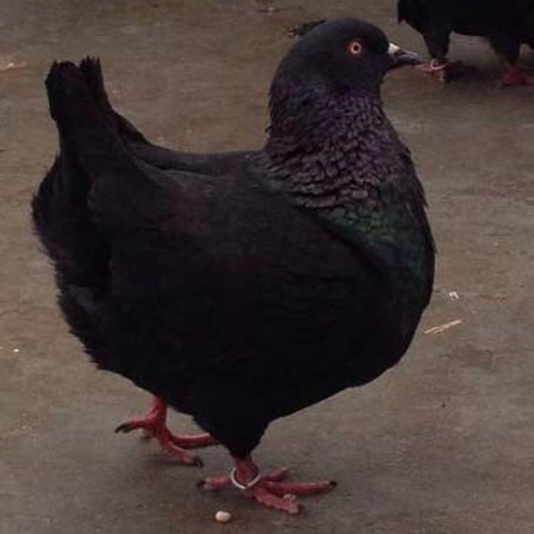 天津元宝鸽养殖场 元宝鸽价格 大体元宝鸽 2斤的元宝鸽图片