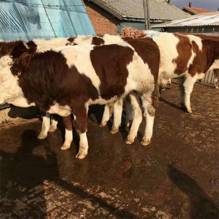 800斤黄牛 纯种鲁西黄牛 通凯牧业 山东鲁西黄牛苗供应