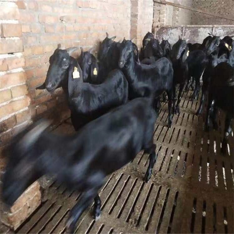 2023年努比亚黑山羊养殖前景好 通凯牧业 小羊羔大小都有自繁自养