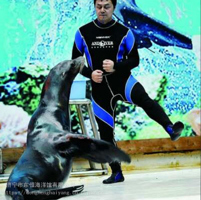 海狮表演 动物出租 租赁萌宠海洋生物展览