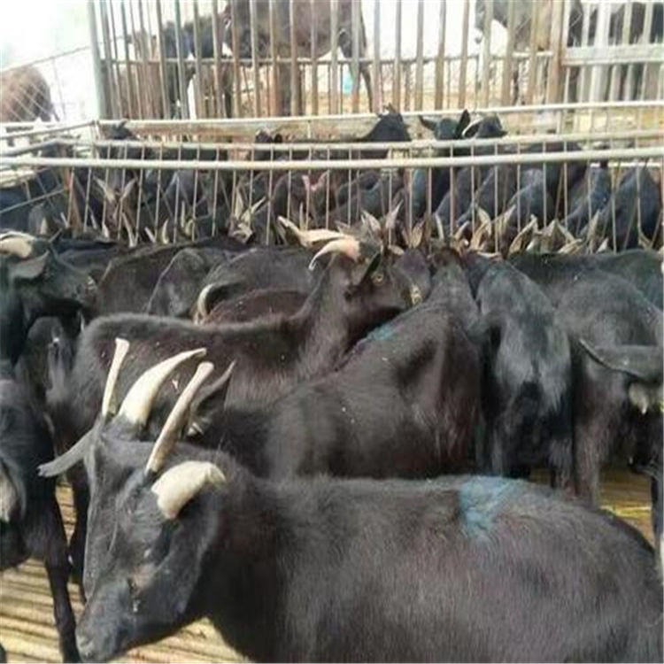 黑山羊幼崽出售 黑山羊崽300元一只 养羊圈舍 通凯 农村养殖场