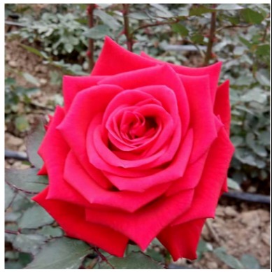 四季玫瑰花价格 四季玫瑰花产地 四季玫瑰花工程苗图片