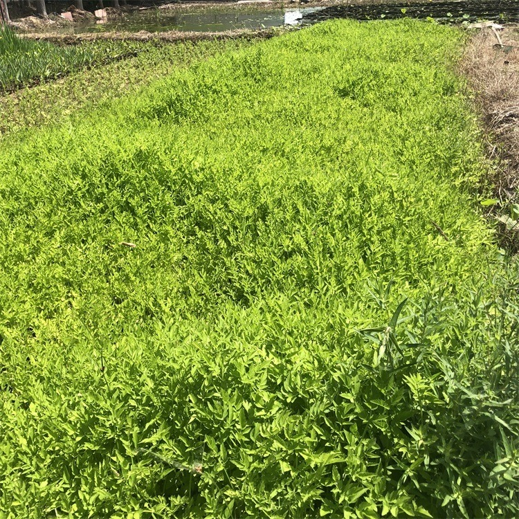 园林绿化水芹菜种植厂家 供应黄色系水芹苗