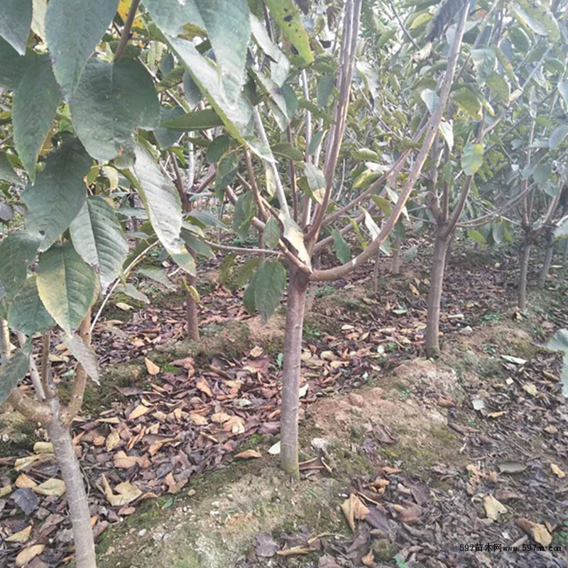 矮化大樱桃吉塞拉12号当年结果带土球发货提高成活率