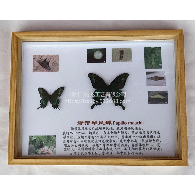 常见 昆虫标本 蝴蝶标本 干制标本  科普展示 教学演示  厂家制作批发 可定做