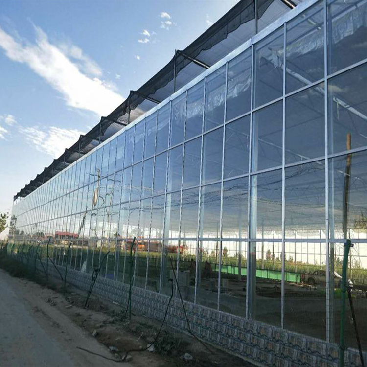 联栋大棚 玻璃连体棚- 坚固美观 博利农业建造