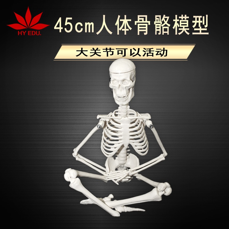 医学模型 45CM人体骨骼模型 模型展示 医用教学图片