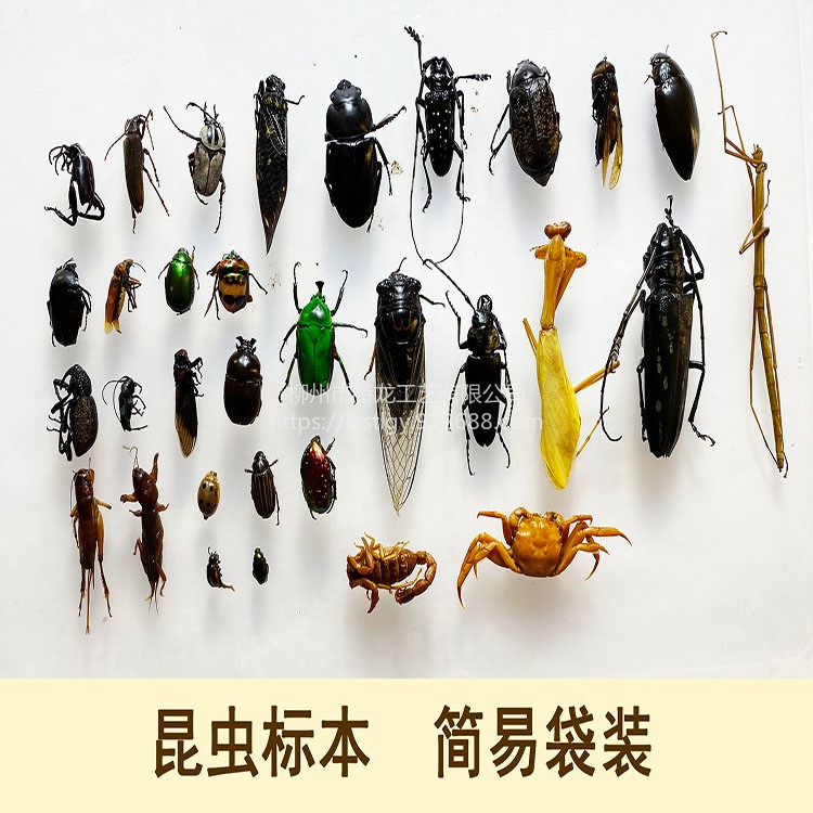 昆虫标本 甲虫标本 学生教学教具 标本馆 科普馆 科普教学展示品