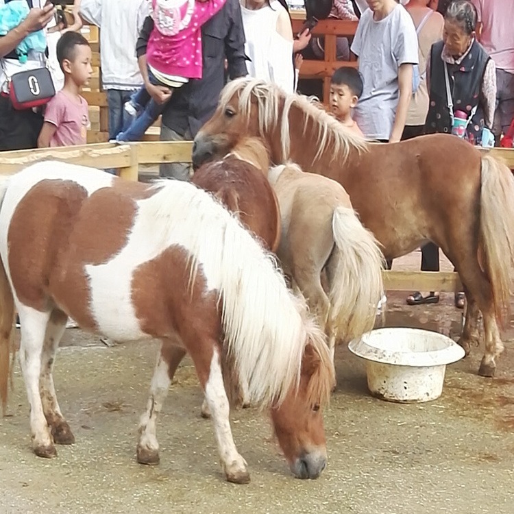 矮马品种 矮马养殖场 进口设特兰矮马价格