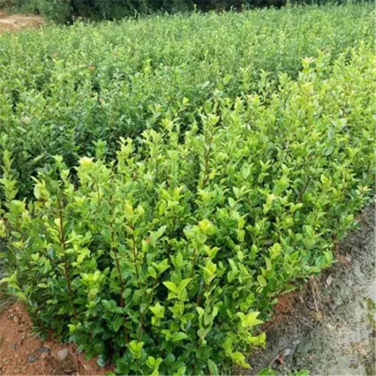 原生桂花种植 1-30公分桂花树苗 基地直供出售 现挖现卖 先淼
