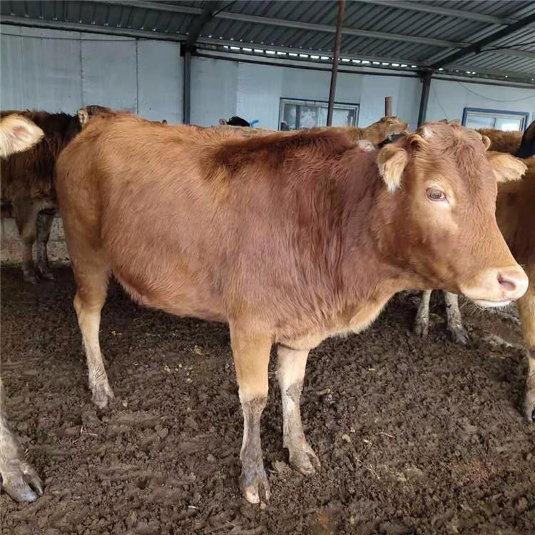 改良肉牛犊黄牛供应 正规肉牛养殖场 小黄牛养殖场基地 鼎荣 基地养殖