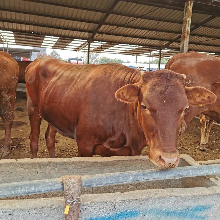 肉牛养殖场出售 山东肉牛繁育基地 改良肉牛犊 鼎荣 厂家直供