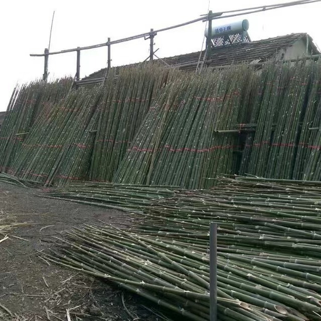 竹韵竹制品厂家原产地发货0.6米到10米长规格齐全绿化园林竹竿打地桩用竹子图片