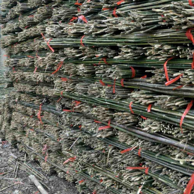 安徽产地厂家供应苹果园竹竿 绑扶苹果树苗用的4米小竹竿子图片