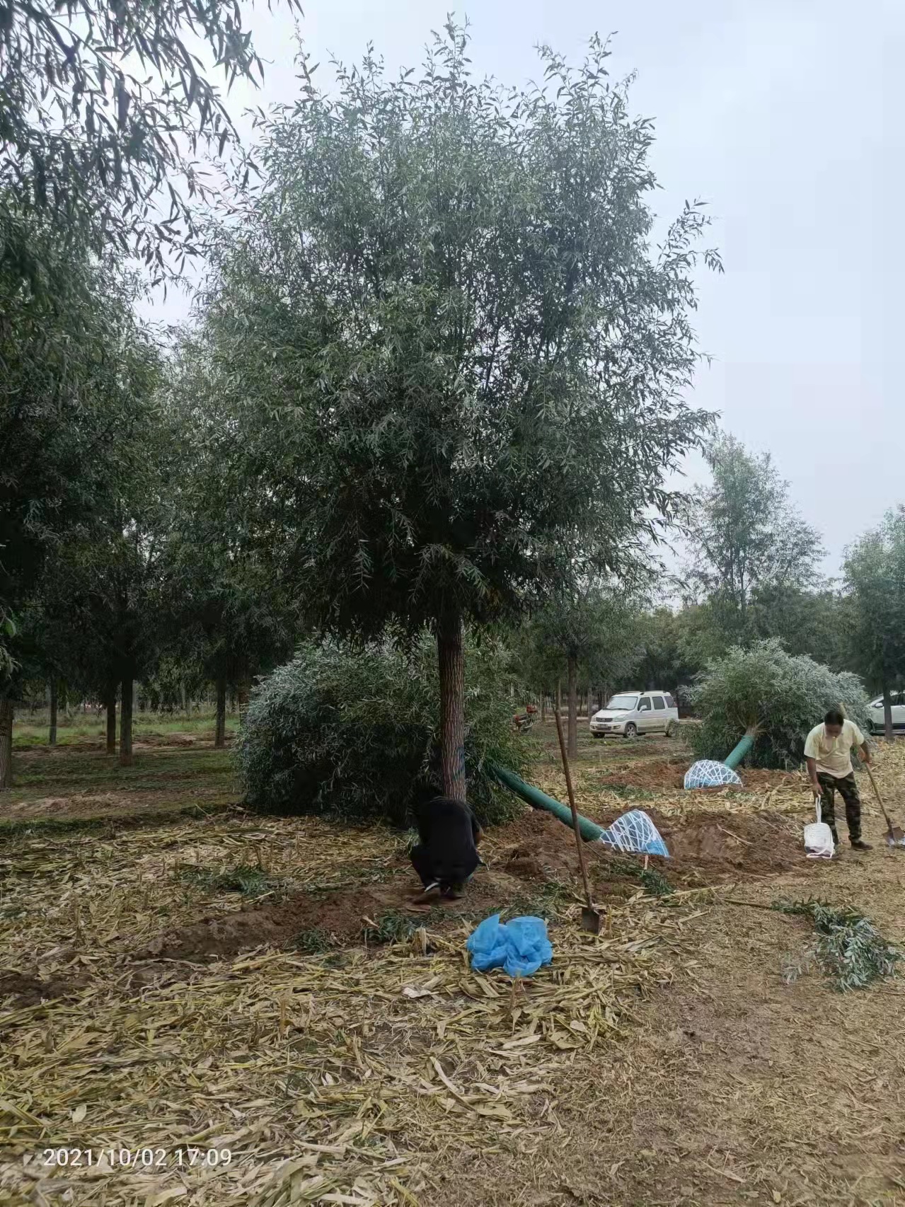 精品馒头柳 馒头柳12公分 青皮垂柳防护树树种大量供应     保定大叶园林绿化公司