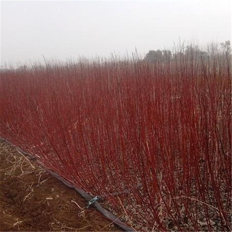 江苏苗圃基地大量出售红瑞木绿化苗耐寒植物球类植物
