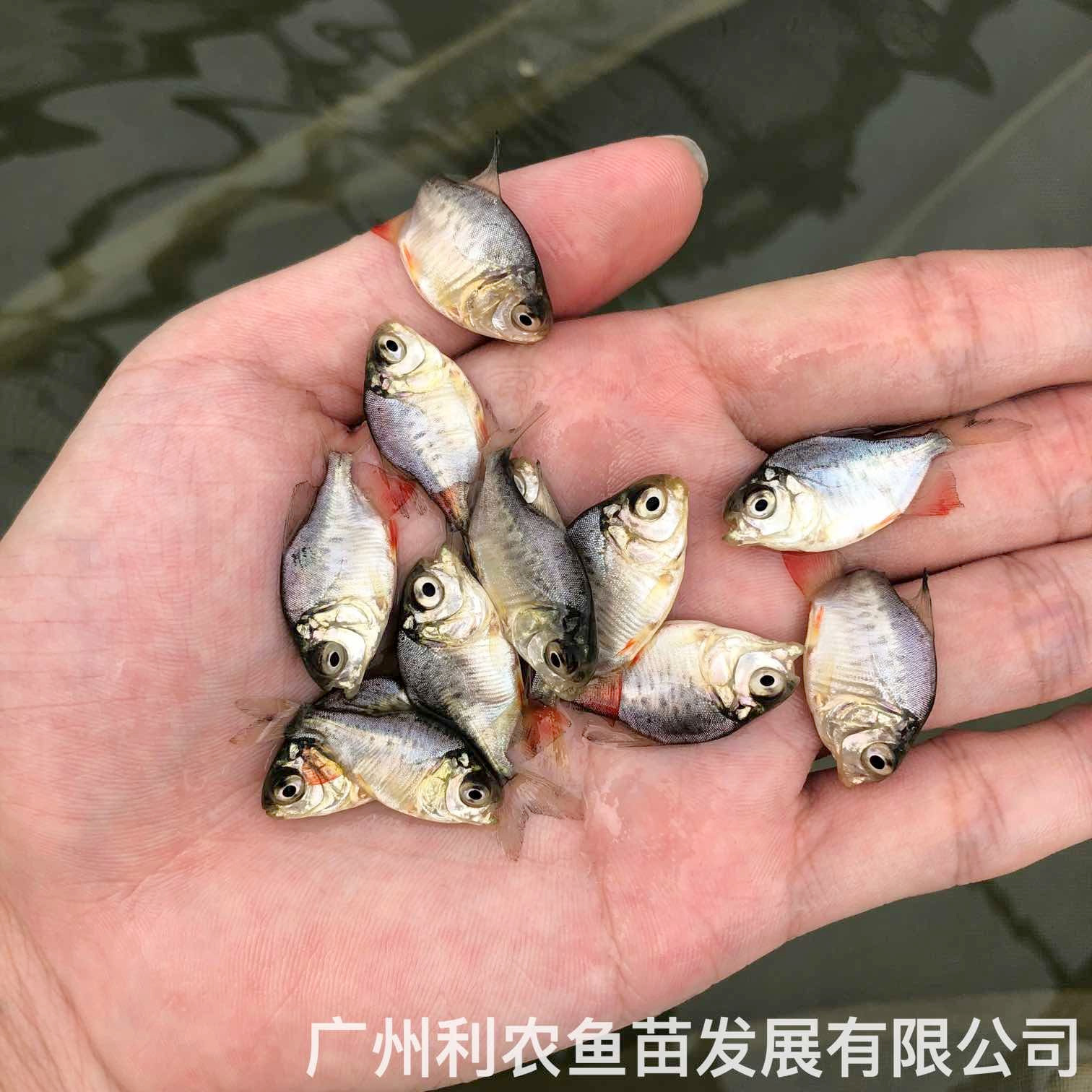 广西桂林红鲳鱼苗出售广西来宾淡水白鲳鱼苗养殖基地