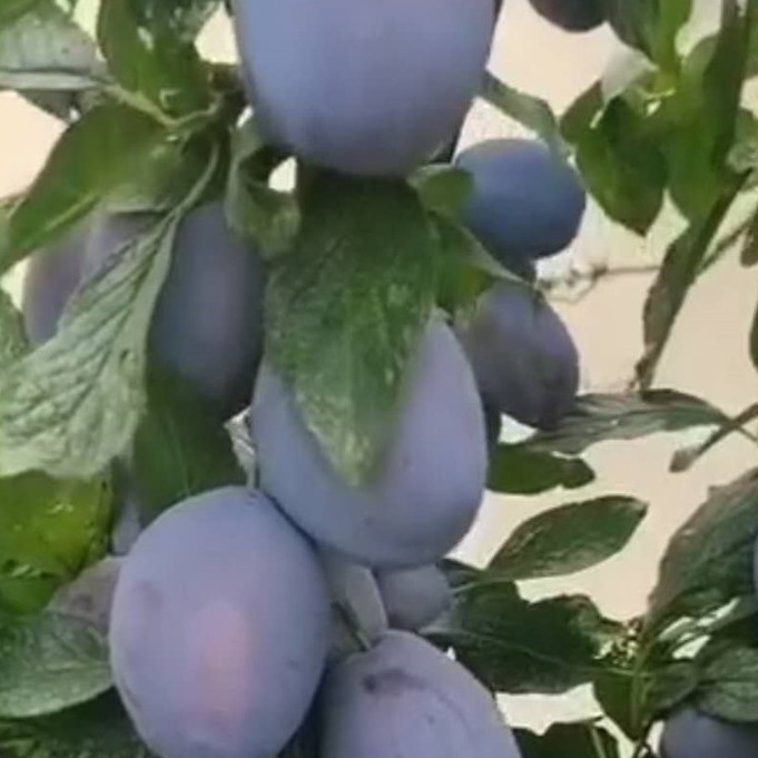 法兰西西梅苗 种植当年结果的西梅苗价格 新品种果树苗西梅苗图片