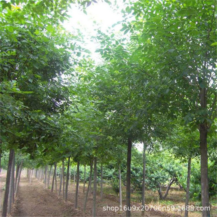 绿化工程苗木直销 白腊树苗 行道树 优质白蜡苗 品种规格全价格优