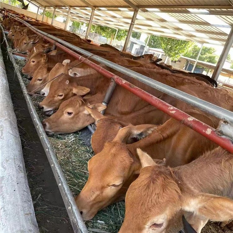 西门塔尔牛苗养殖场 河南周边养牛场 通凯 西门塔尔牛苗价格