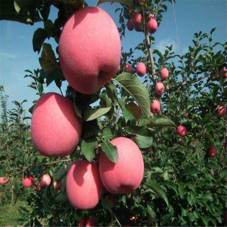 供应藤木一号苹果树苗 嫁接苹果苗价格 藤木一号苹果苗种植技术 泰安兴红农业
