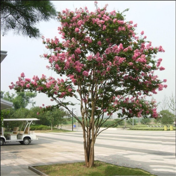 丛生多杆紫薇树苗又名百日红 进口红火箭 花期超长绿化苗 风景树