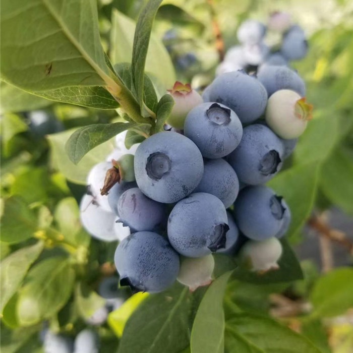 高度50公分蓝莓苗价格 山东蓝莓苗种植批发基地