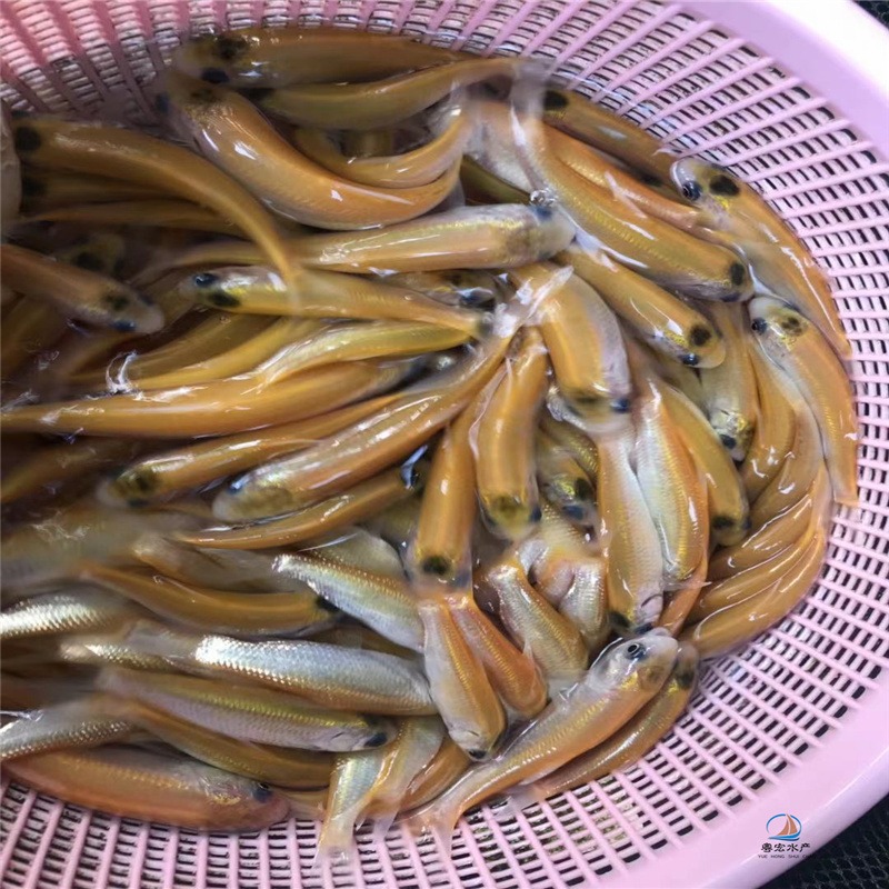 双层氧气袋发货金草鱼苗 产量高黄金草鱼苗色泽美丽图片