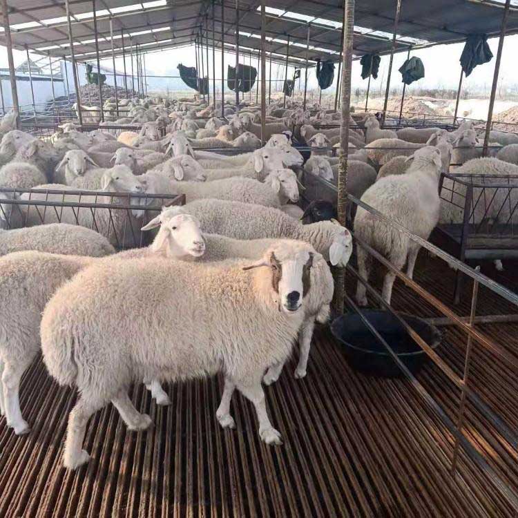 小尾寒羊羊苗 现代 高腿多产小尾寒羊羊羔 养殖小尾寒羊 厂家出售