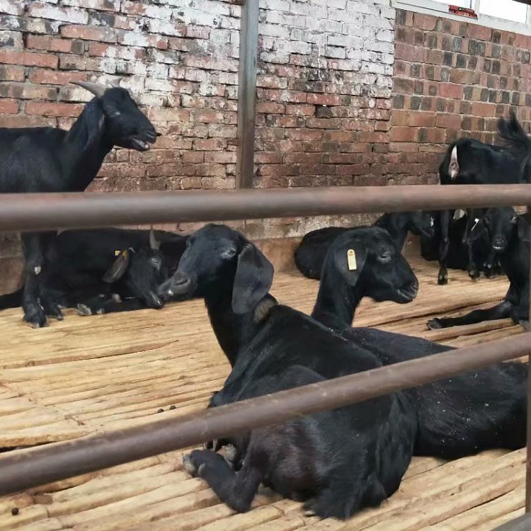 黑山羊羊苗价格 多品种肉羊苗价格 黑山羊苗指导饲养 现代 基地养殖图片