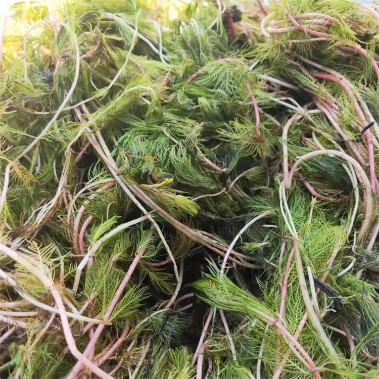 沉水植物穗状狐尾藻厂家 承接穗状狐尾藻种植 量大优惠
