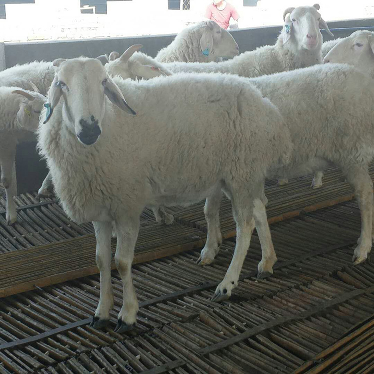 小尾寒羊新品种 现代 小尾寒羊种养 新疆小尾寒羊 价格优