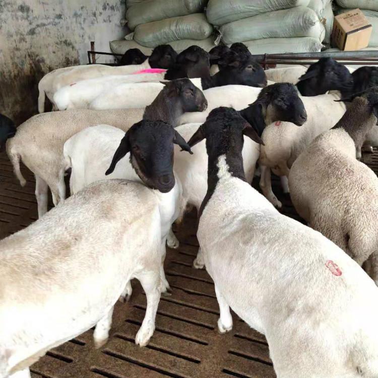 黑头杜泊羊报价 通凯 厂家出售 黑头杜泊羊价格 纯种杜泊羊养殖基地示例图4