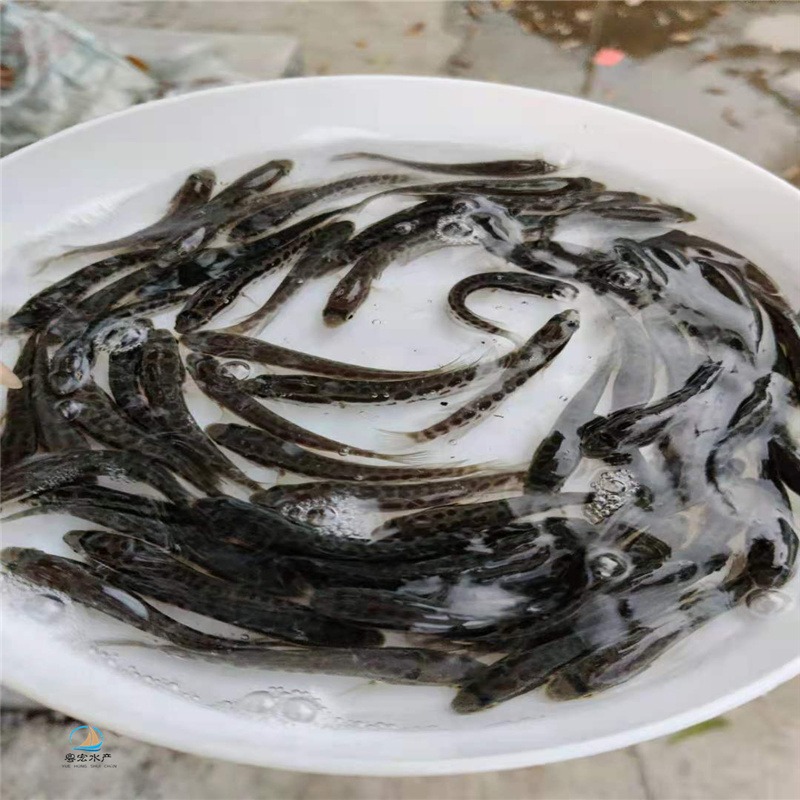 北京黑鱼苗 淡水生鱼苗现货供应才鱼活体图片